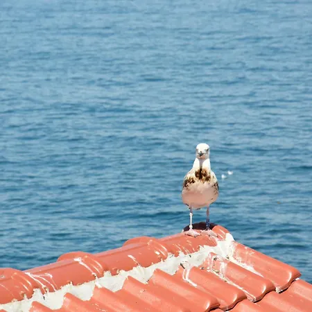 Doctor's House 3* Sozopol